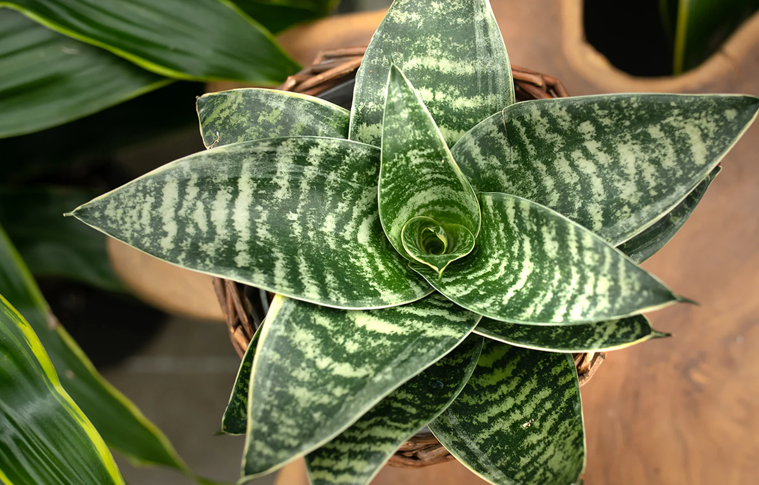 Sansevieria Plant