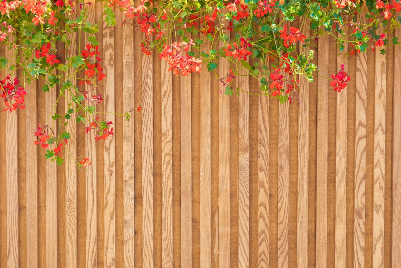 A wooden slats wall adorned with wild plants and vibrant red flowers.