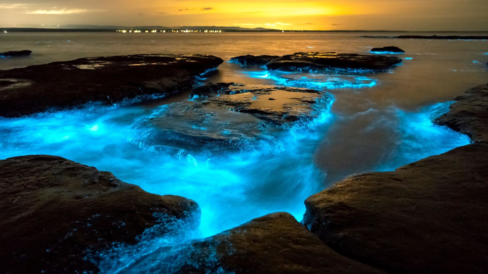 bioluminescence in India