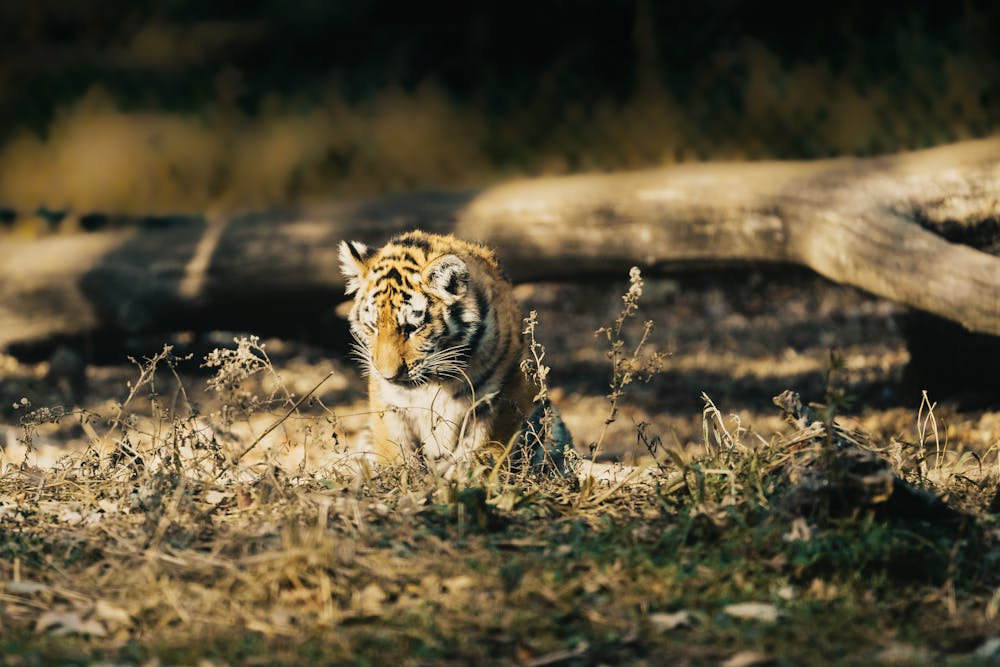 Adorable Tiger Cub in Sunlit Forest Environment