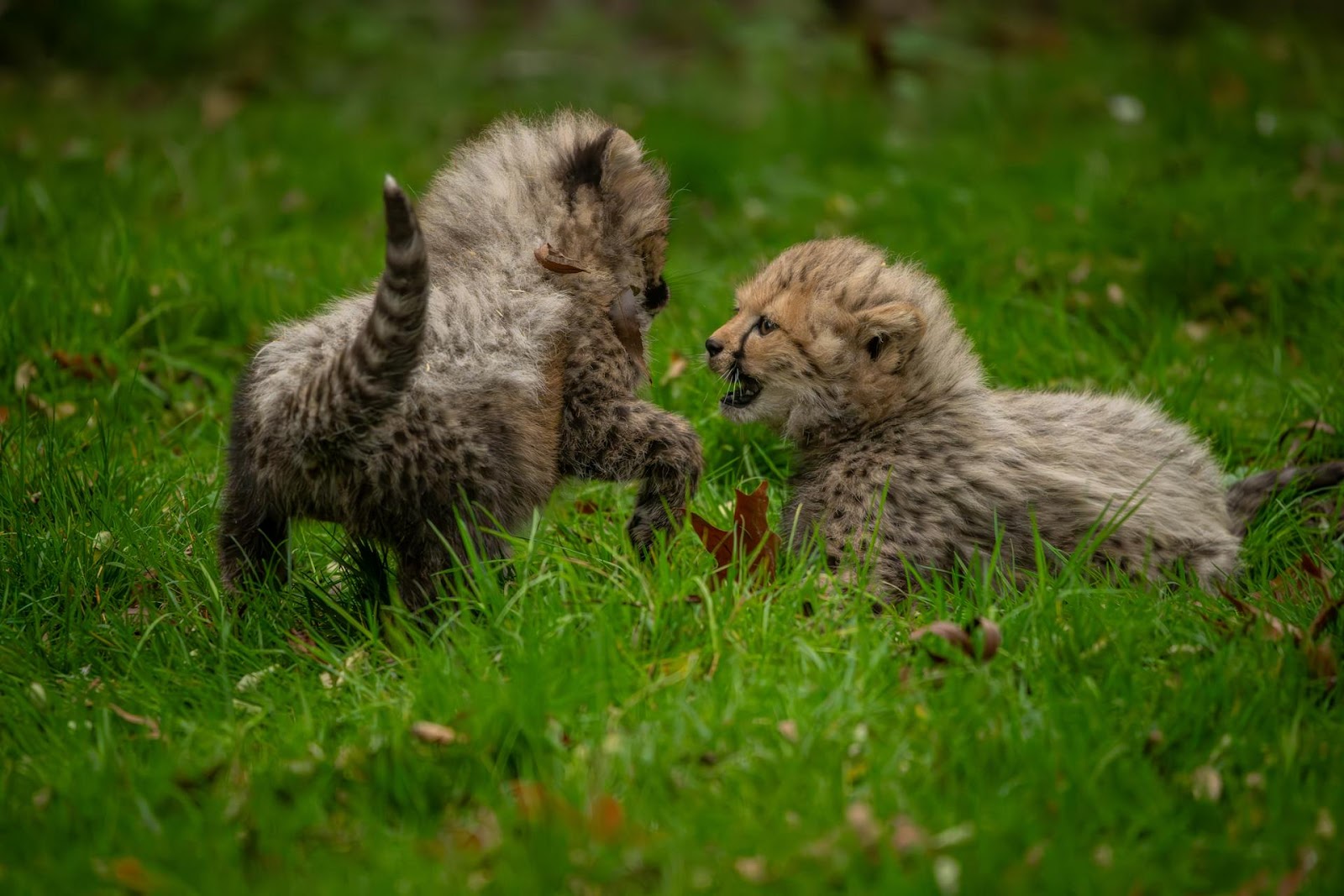 Two cheetah cubs exploring their surroundings in the wild.