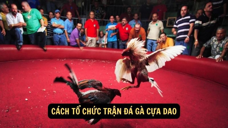 Cách tổ chức trận đá gà cựa dao