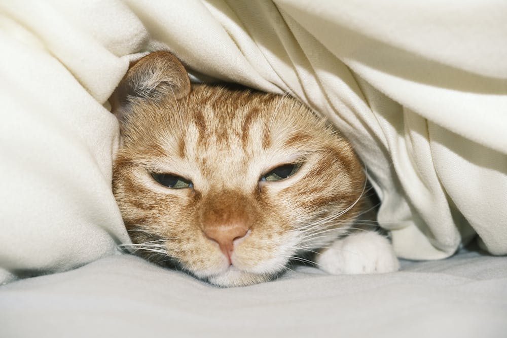Cat under Duvet