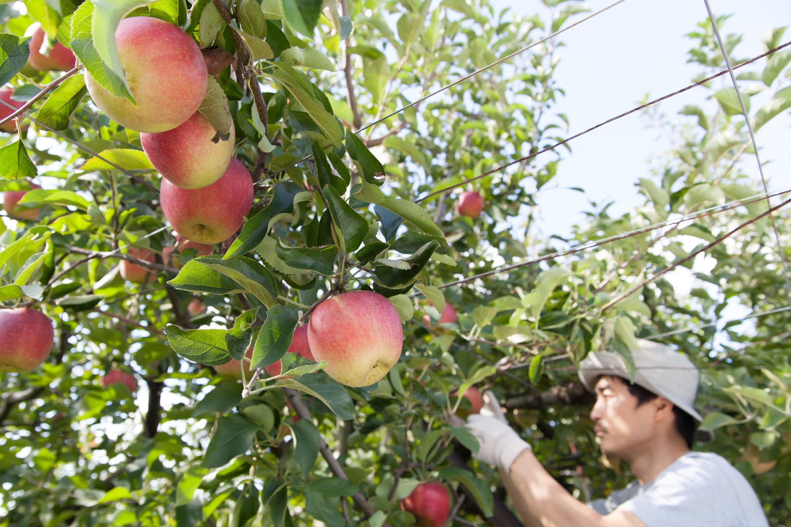 harvesting apples