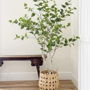 Indoor Plants for Arizona's Desert Climate: The Perfect Solution for Every Home