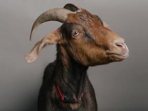 A brown goat with horns

AI-generated content may be incorrect.