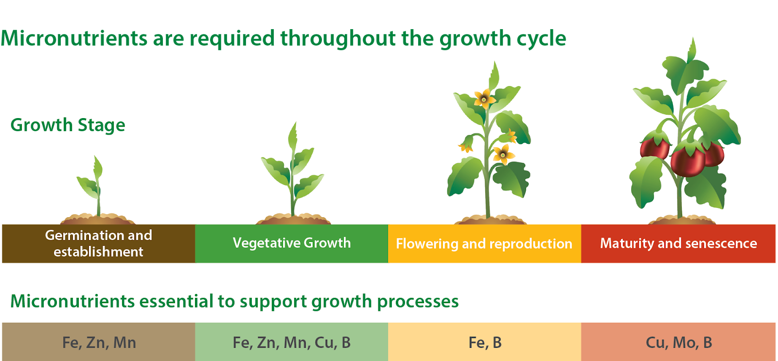 Benefits of Using Micronutrient Fertilizers