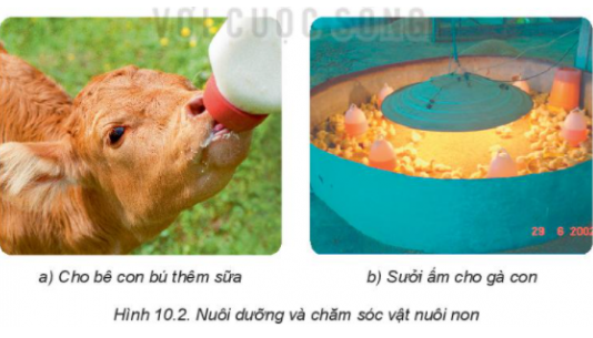 BÀI 10: NUÔI DƯỠNG VÀ CHĂM SÓC VẬT NUÔI