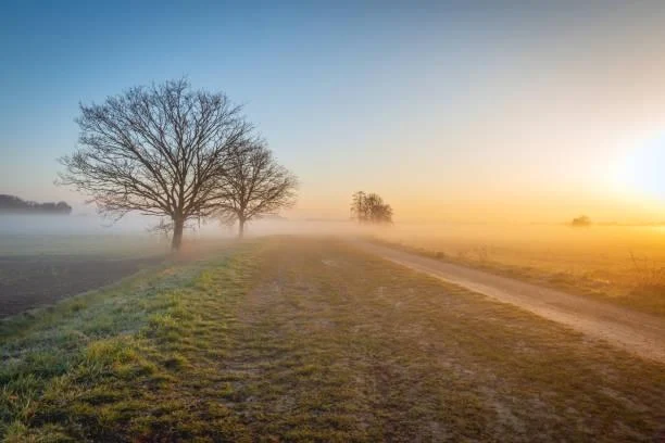 Fields of Gold: 15 Sunset Meadow Photos, golden fields, sunset meadows, nature, forest, landscape, warm nature, glowing scenes