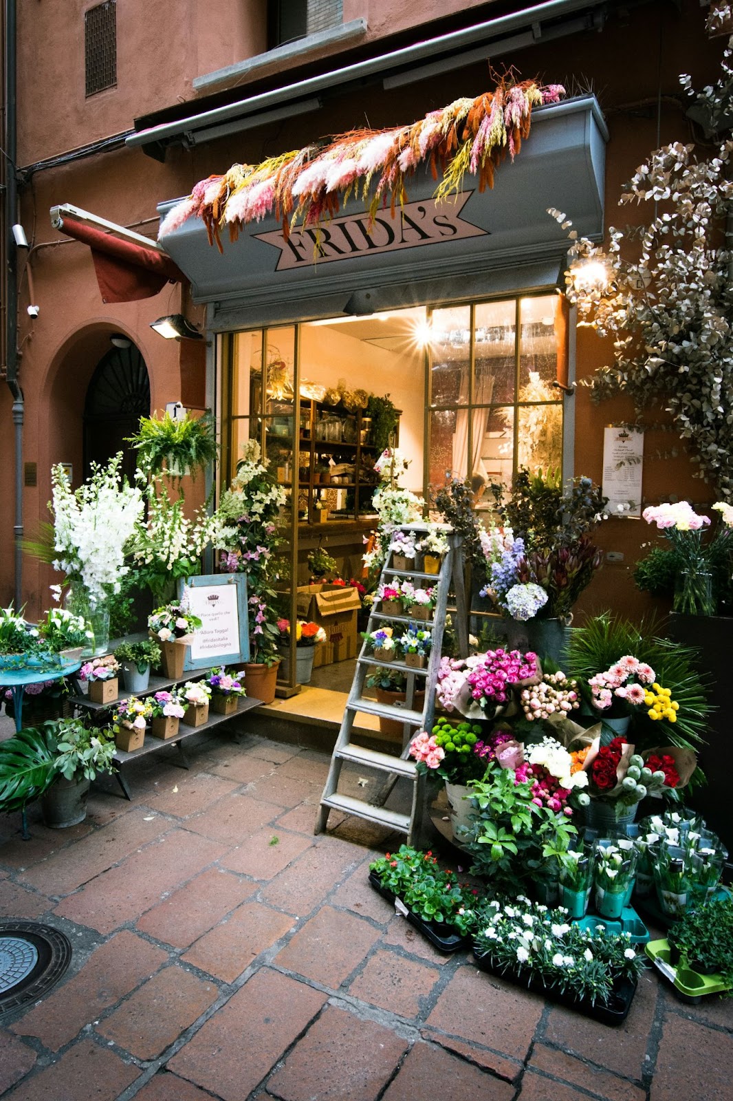 Plant Care After Shopping