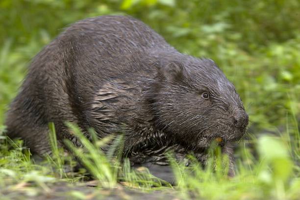 Beavers