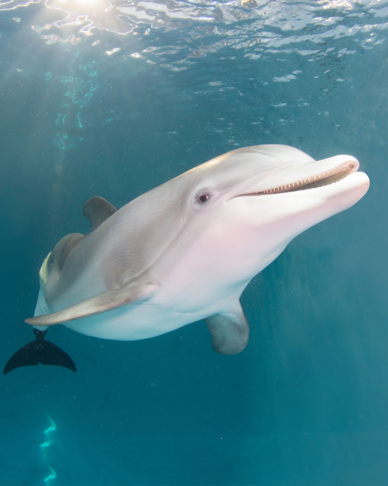 Clearwater Marine Aquarium