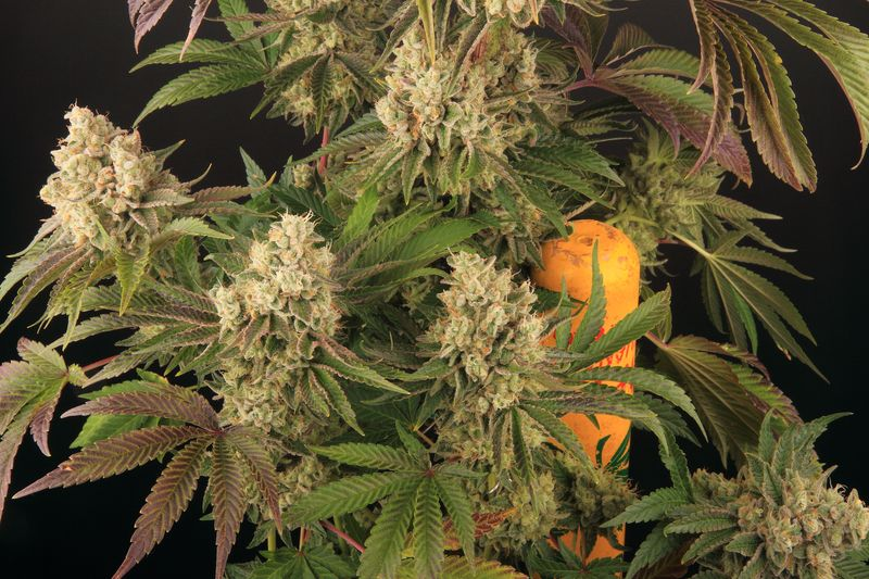 Combining Garden Jobs and Autoflower Strain Cultivation: A Guide 2