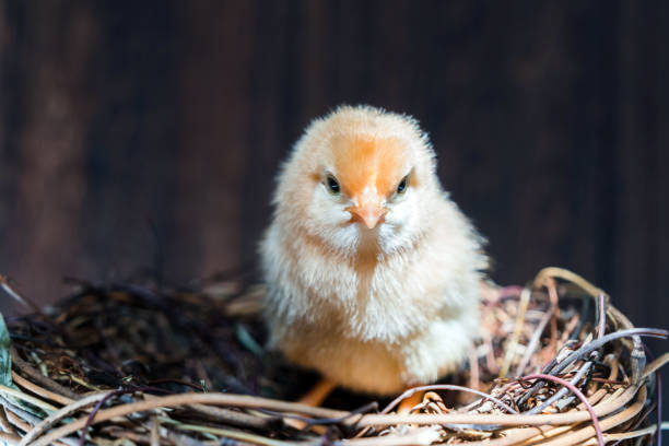 baby pigeon