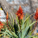 100 flower names in english and hindi