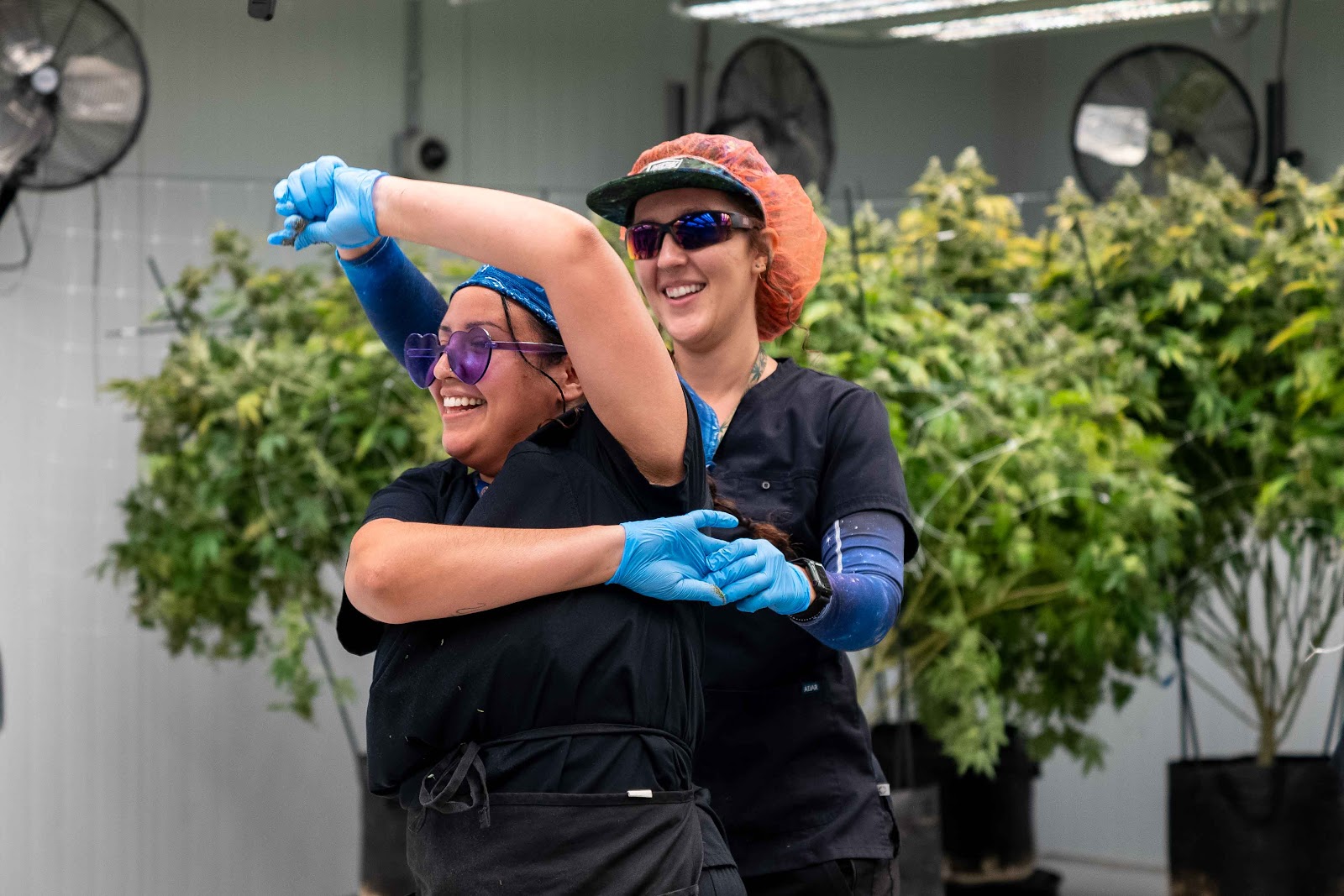 Portrait of two women dancing in an indoor, boutique cannabis grow room at The Source Cannabis Dispensary, Grow, and Lab in Rogers, Arkansas. The women are smiling while dancing. Behind them are several tall cannabis plants ready for harvest.