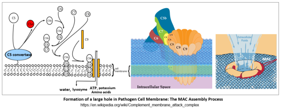 Formation of MAC(Membrane attack complex)