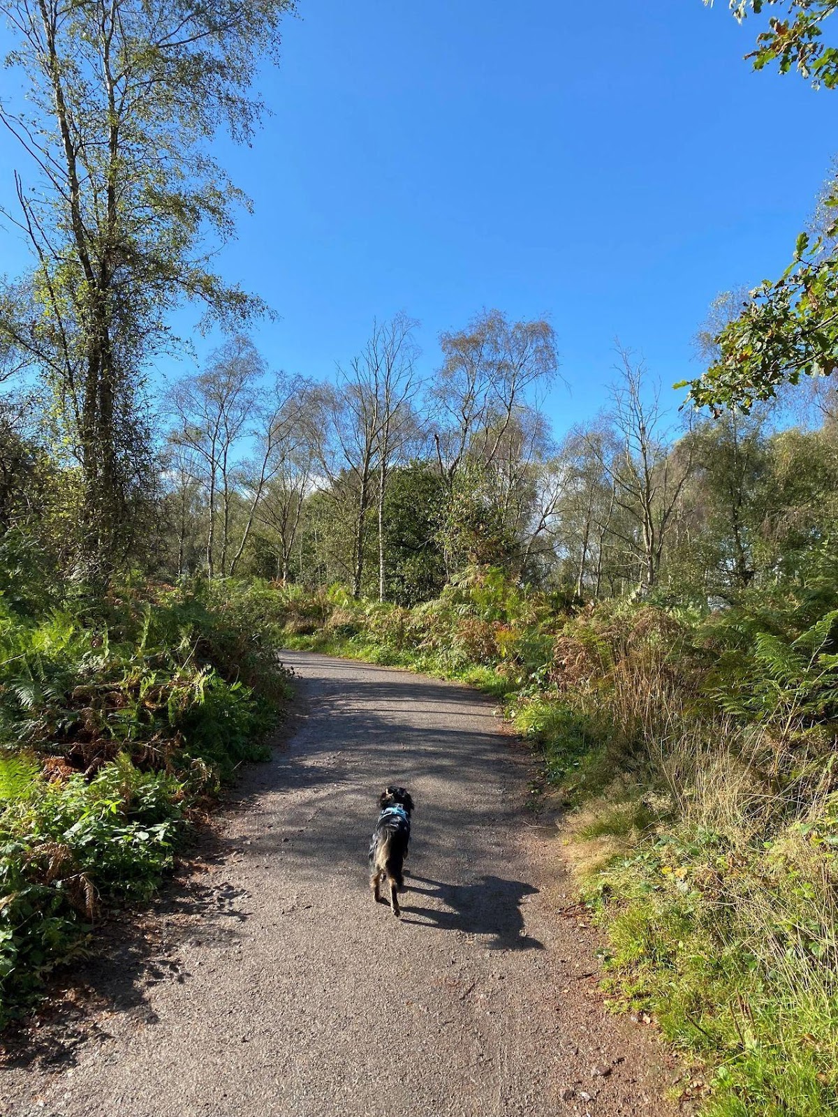 a small dog walking on a gravel path in a forest