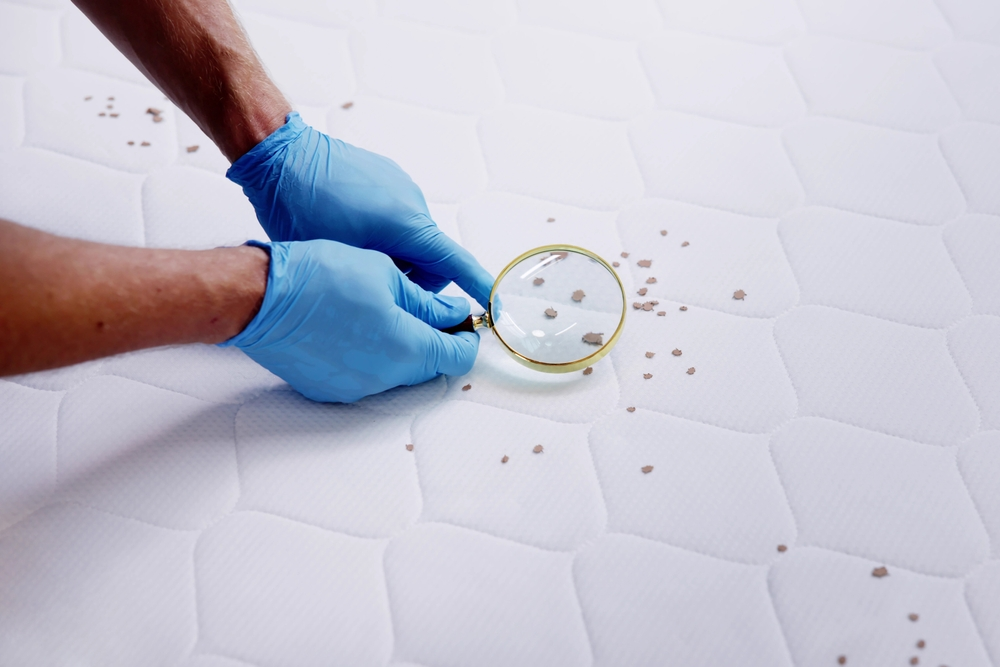 Pest Control Inspection