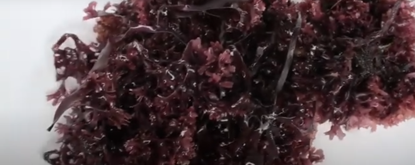 Purple Sea Moss: beneficial for reducing oxidative stress 