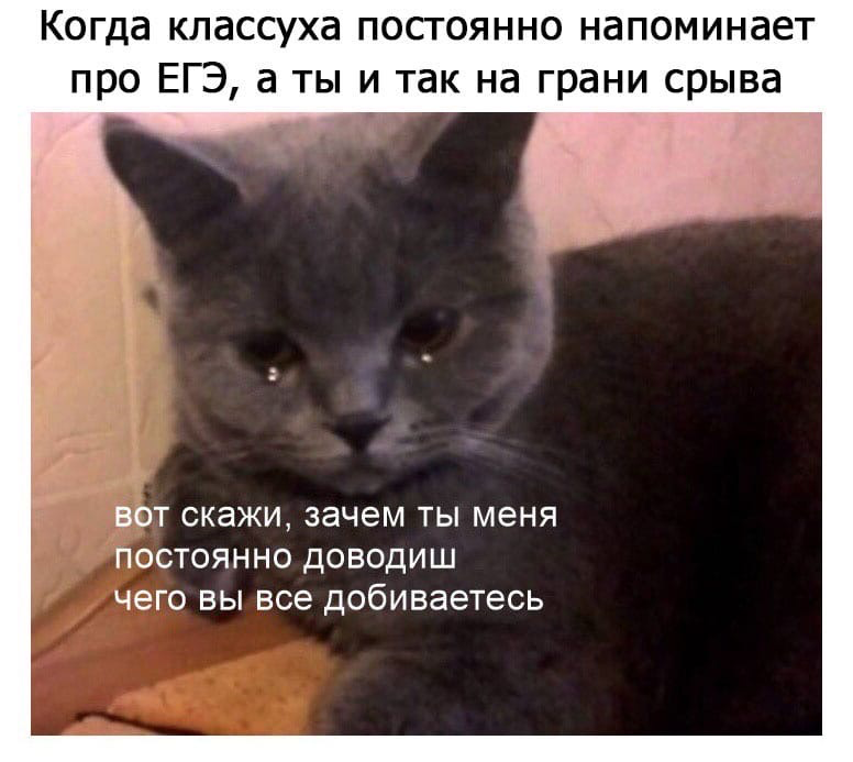 Котик