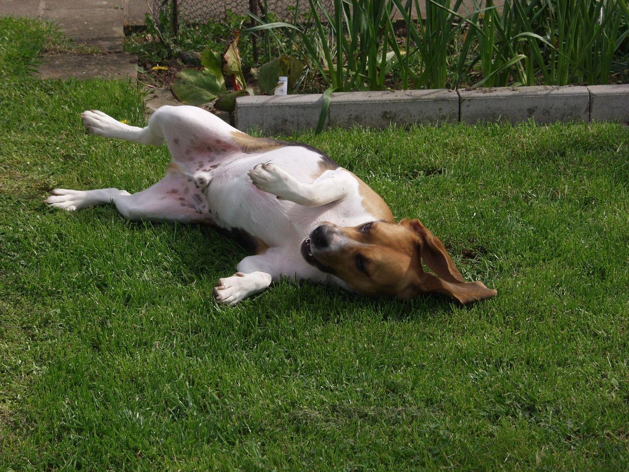 Beagle lying on his back
