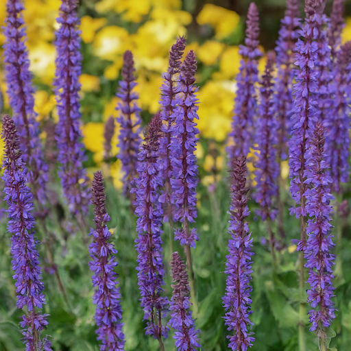 Why Grow Sage Flowers?