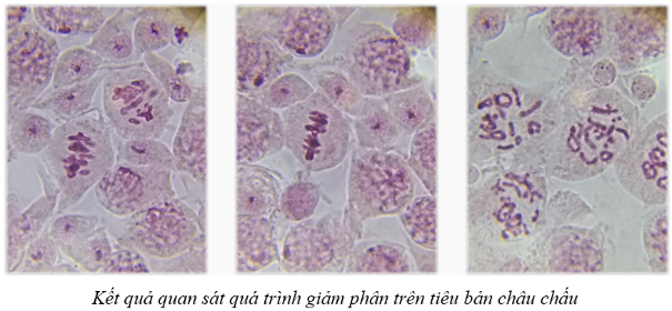 HOẠT ĐỘNG KHỞI ĐỘNGTrước khi vào bài, cô có câu hỏi muốn tất cả chúng ta cùng suy nghĩ và trả lời: Trình bày ngắn gọn quá trình nguyên phân, giảm phân và nêu điểm giống nhau, khác nhau cơ bản giữa hai quá trình này.HOẠT ĐỘNG HÌNH THÀNH KIẾN THỨC