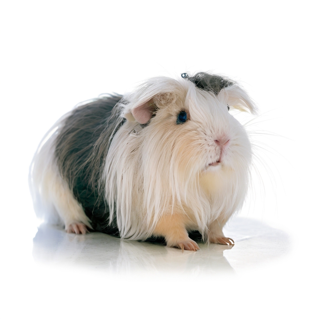 Peruvian Guinea Pig