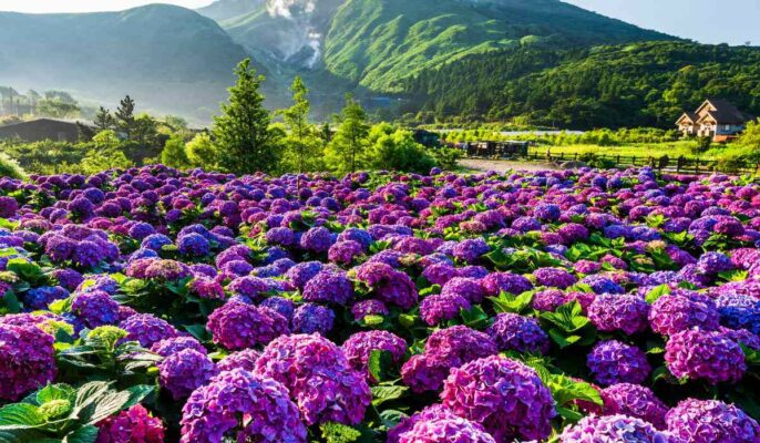 Valley of Flowers National Park – A Floral Dreamscape