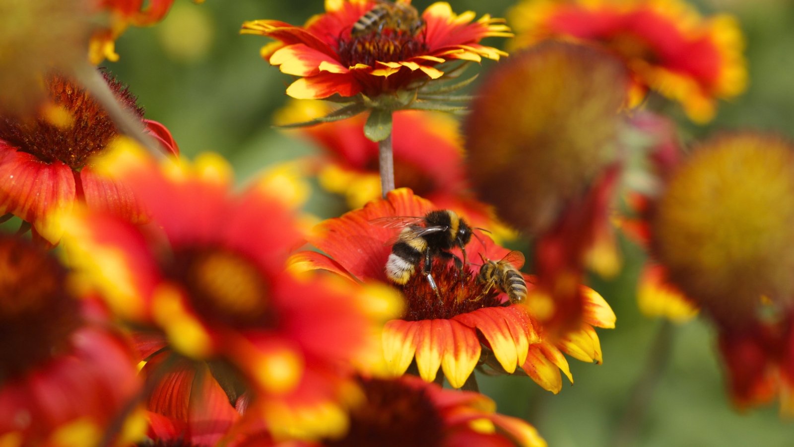 Bold, daisy-like blooms with layered red and yellow petals encircle raised, fuzzy centers, attracting bees and bumblebees amid hairy green stems and lance-shaped leaves.
