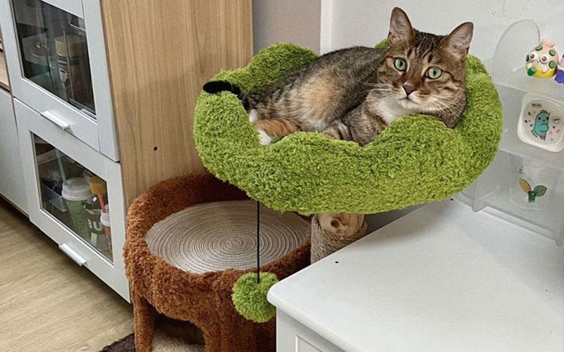 Combat-Cat-Obesity-with-Cat-Trees-Promote-Exercise-and-Health