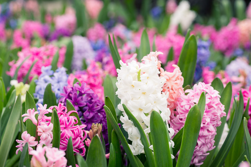 Hyacinths