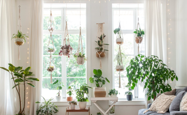 Hoist Your Indoor Space with Plants