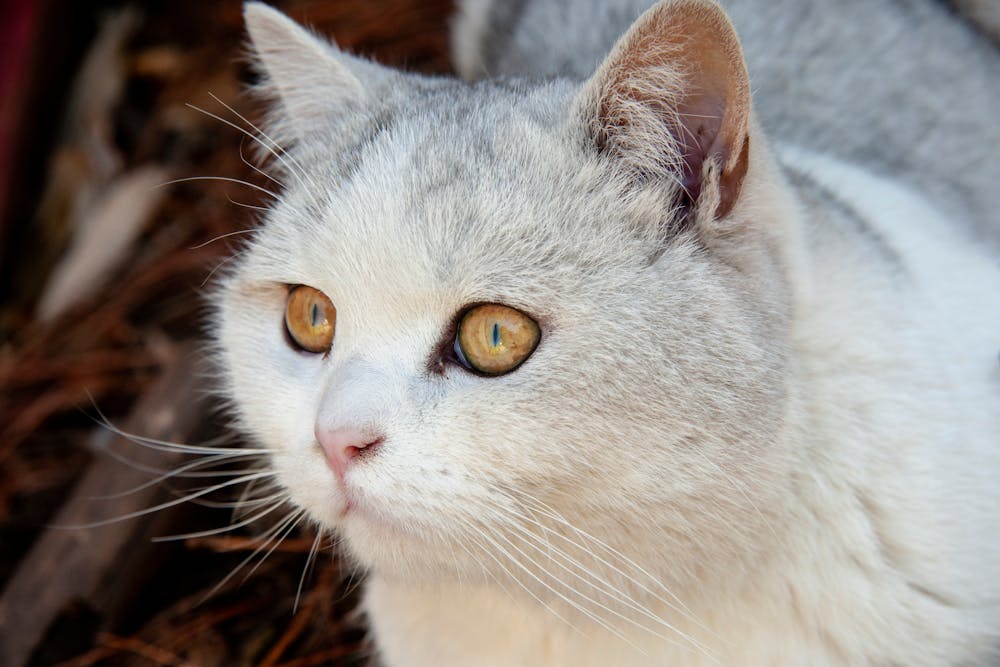 Close-Up Shot of a Cat