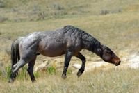 Feral Horse