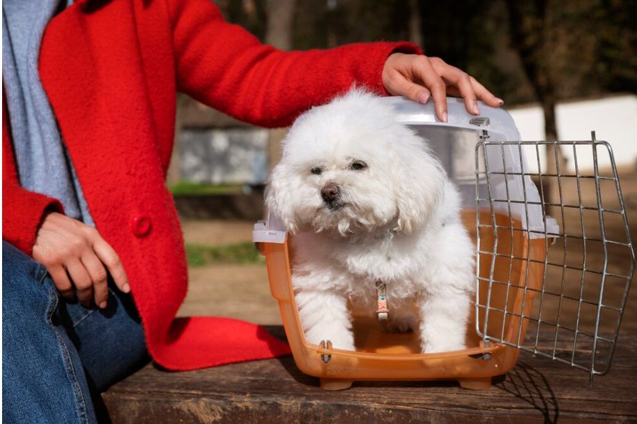 Choosing the Right Cockapoo Breeder: A Comprehensive Guide