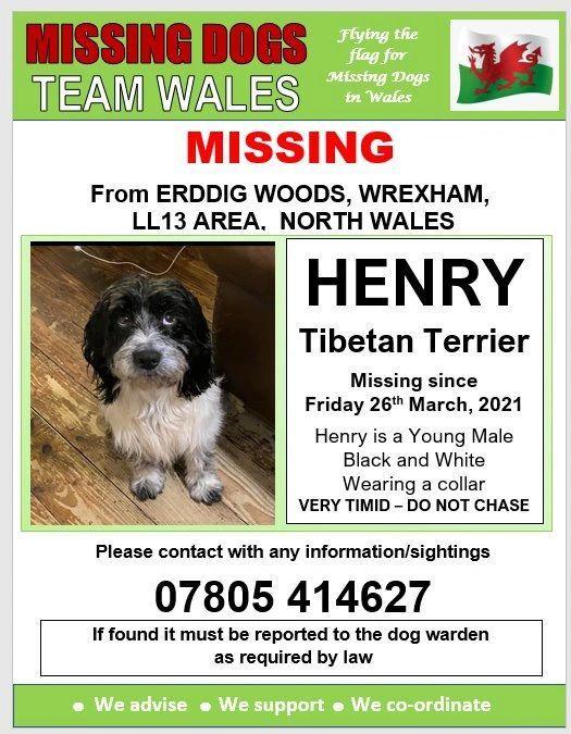 image shows the missing dogs team wales poster for a tibetan terrier dog