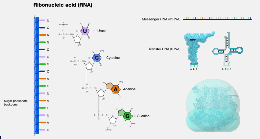 Key Differences in RNA Base Pairing