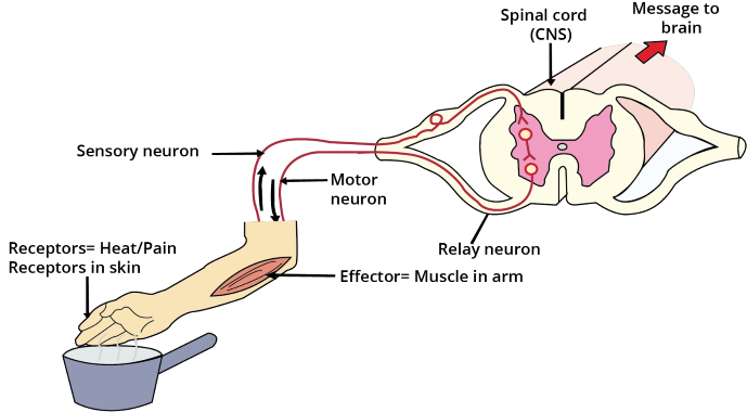 Reflex Arc