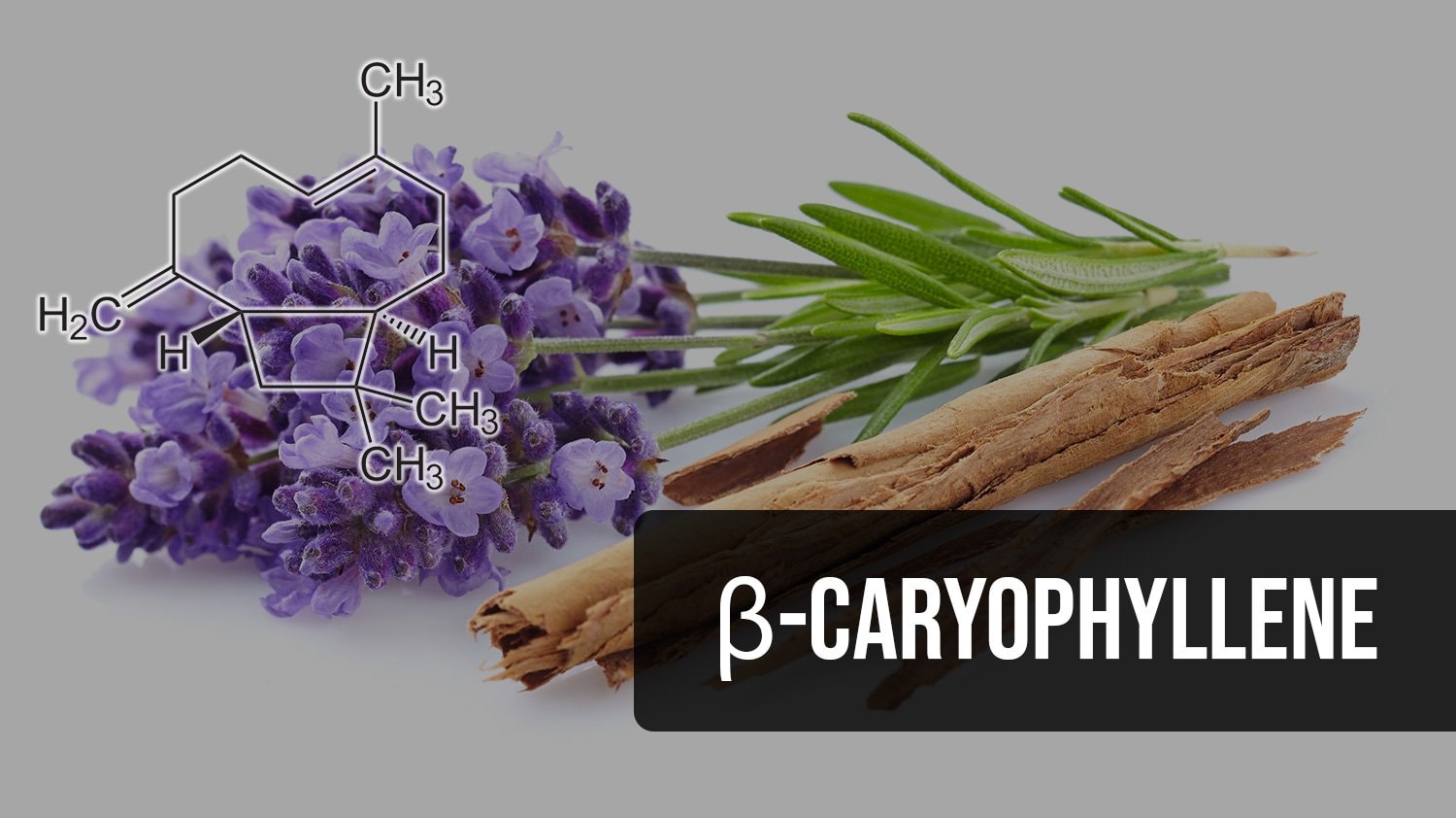 What is Beta-Caryophyllene?