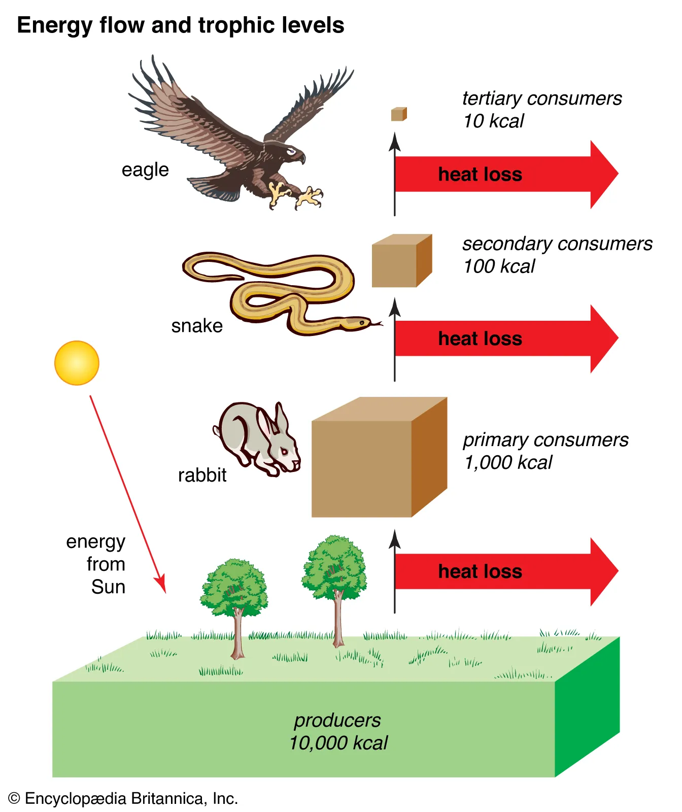 Energy and trophic levels in an ecosystem