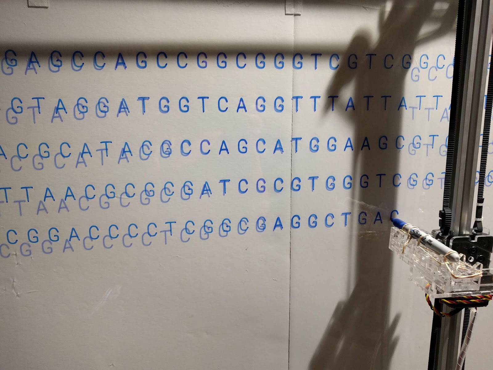 Detail of exhibit, DNA sequencing data acquired during the show was drawn out on the wall by a pen plotter robot.(photo: Elizabeth Henaff)