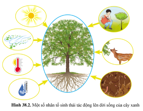 BÀI 38 - MÔI TRƯỜNG VÀ CÁC NHÂN TỐ SINH THÁI