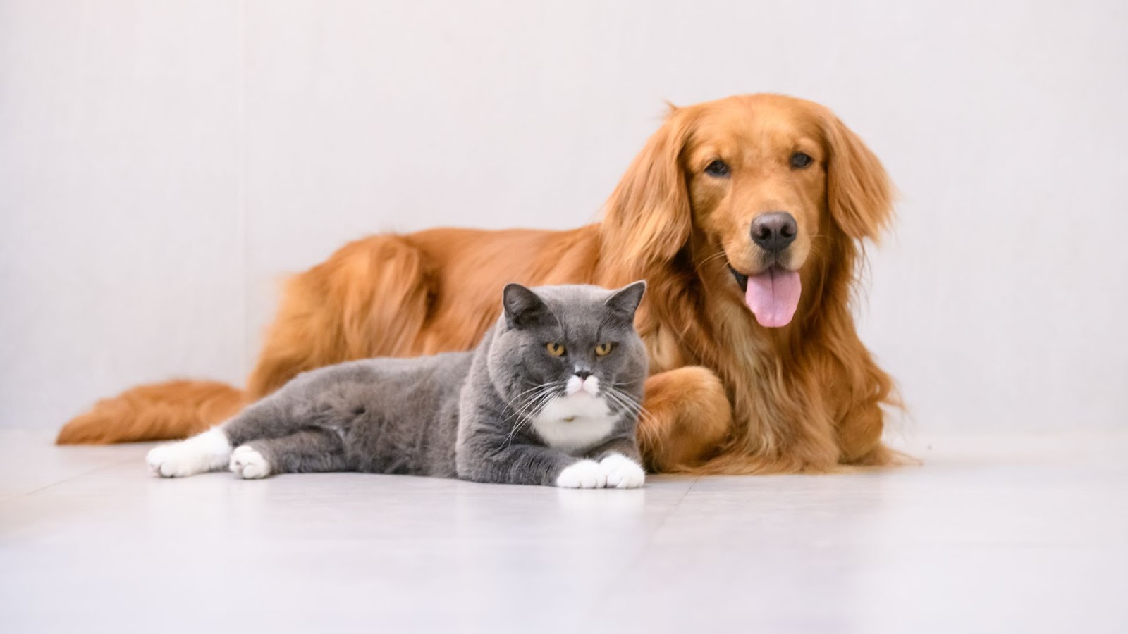An image of dog breeds with sensitive skin, such as Golden Retrievers, showcasing their long hair or folded ears.