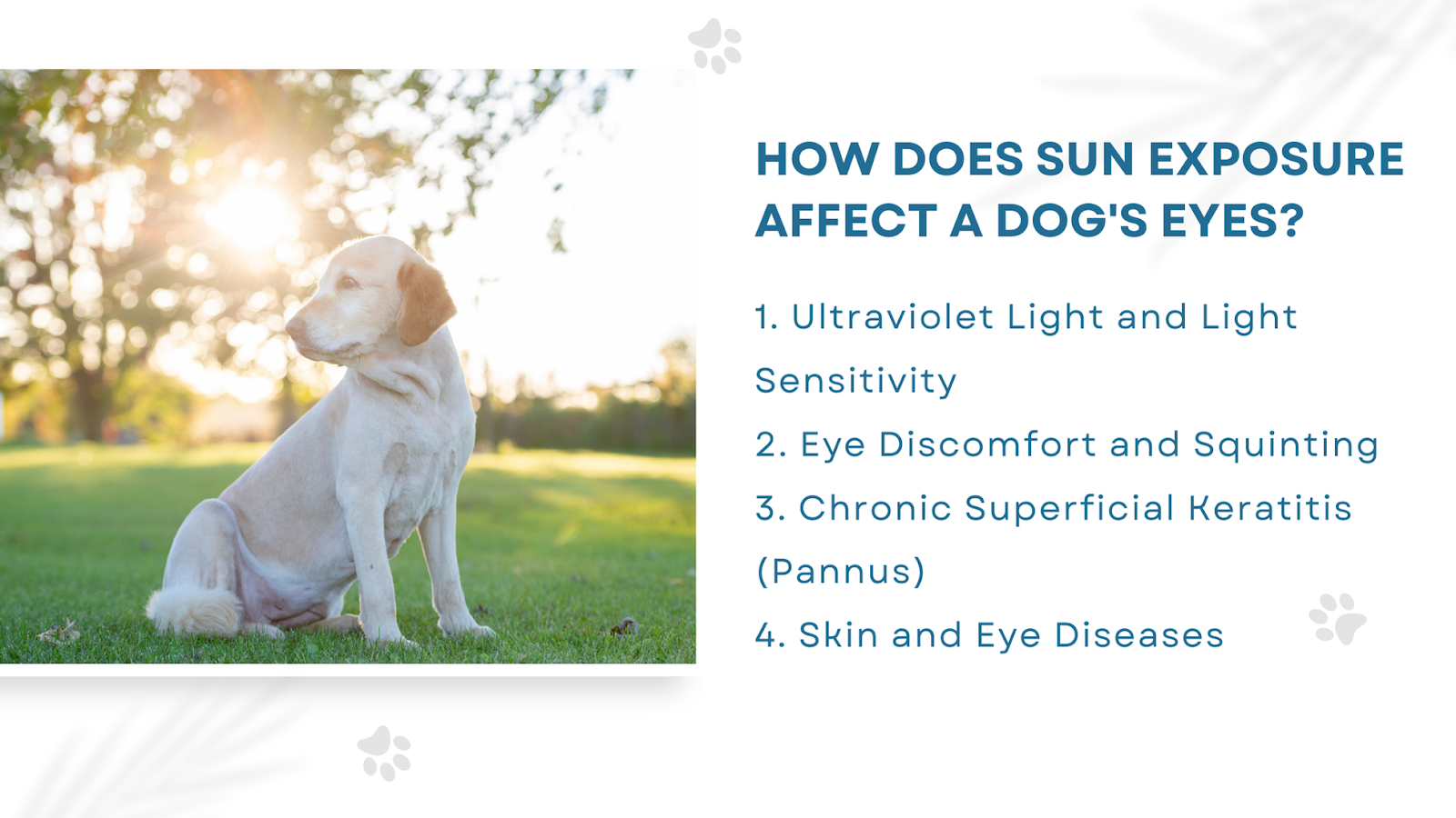 Sun exposure dog eyes