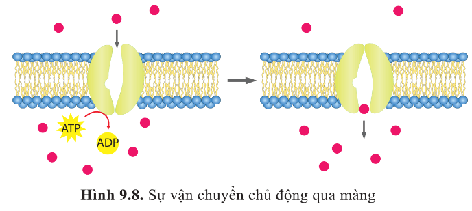 BÀI 9 - TRAO ĐỔI CHẤT QUA MÀNG SINH CHẤT