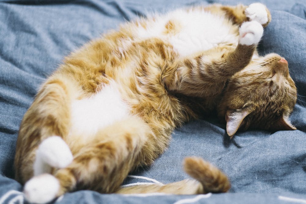 Orange Tabby Cat Lying on Blue Comforter