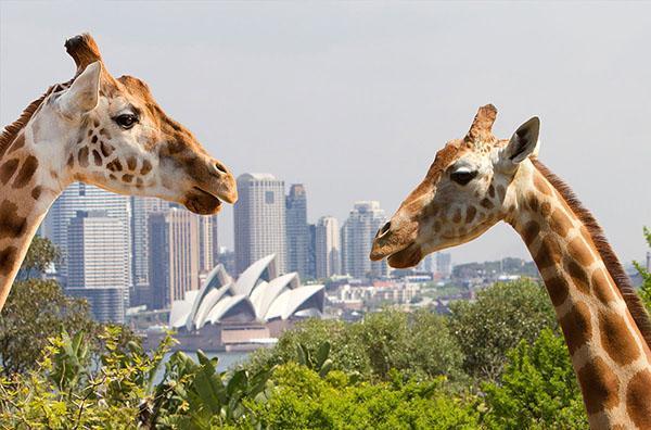 taronga giraffes