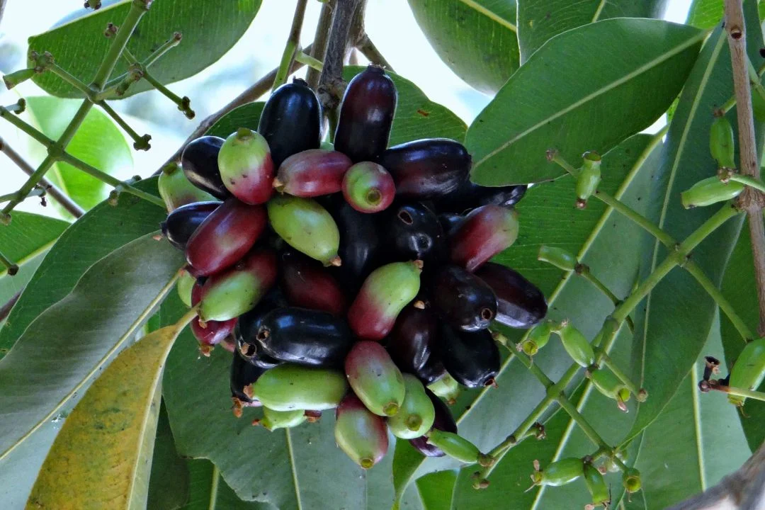 Local Alternatives to Blueberries - Jamun